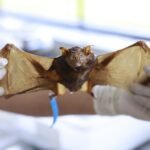 Conheça as orientações para o recolhimento de animais mortos com segurança