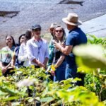 Cultivo na fazenda da Papuda viabiliza produção de mais de 50 mil fitoterápicos