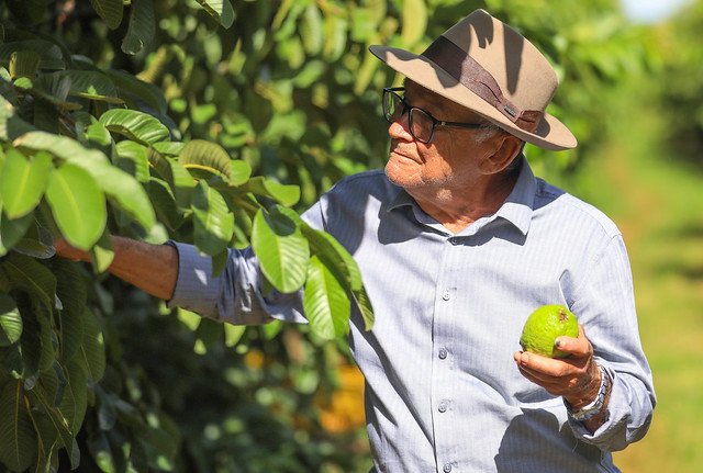 04/04/2025 - Com aumento de mais de 8% na colheita, goiaba se destaca como principal fruta cultivada no DF