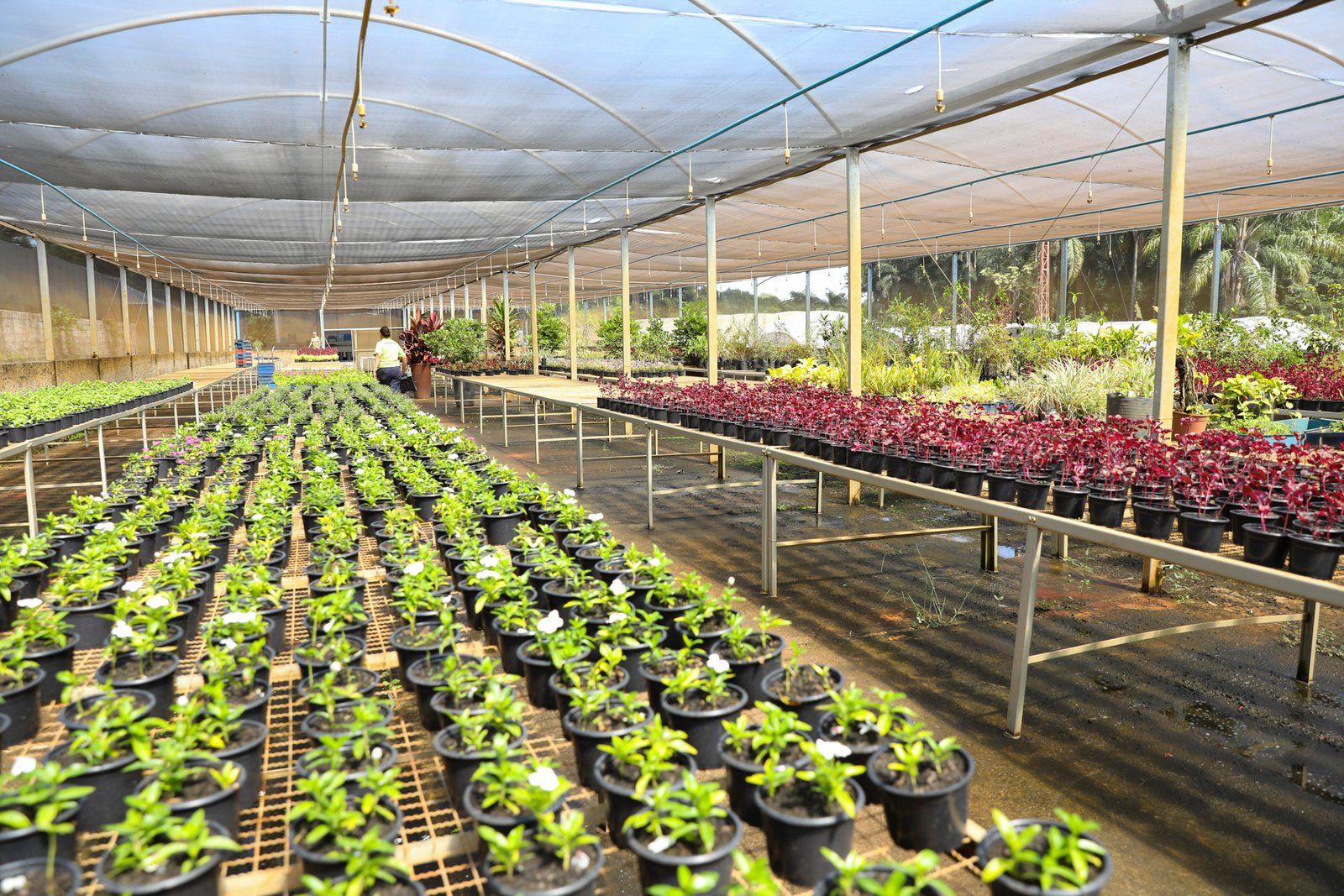 Trabalho nos viveiros da Novacap transforma vida de reeducandas