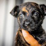 Campanha Abril Laranja sensibiliza a população contra a crueldade animal