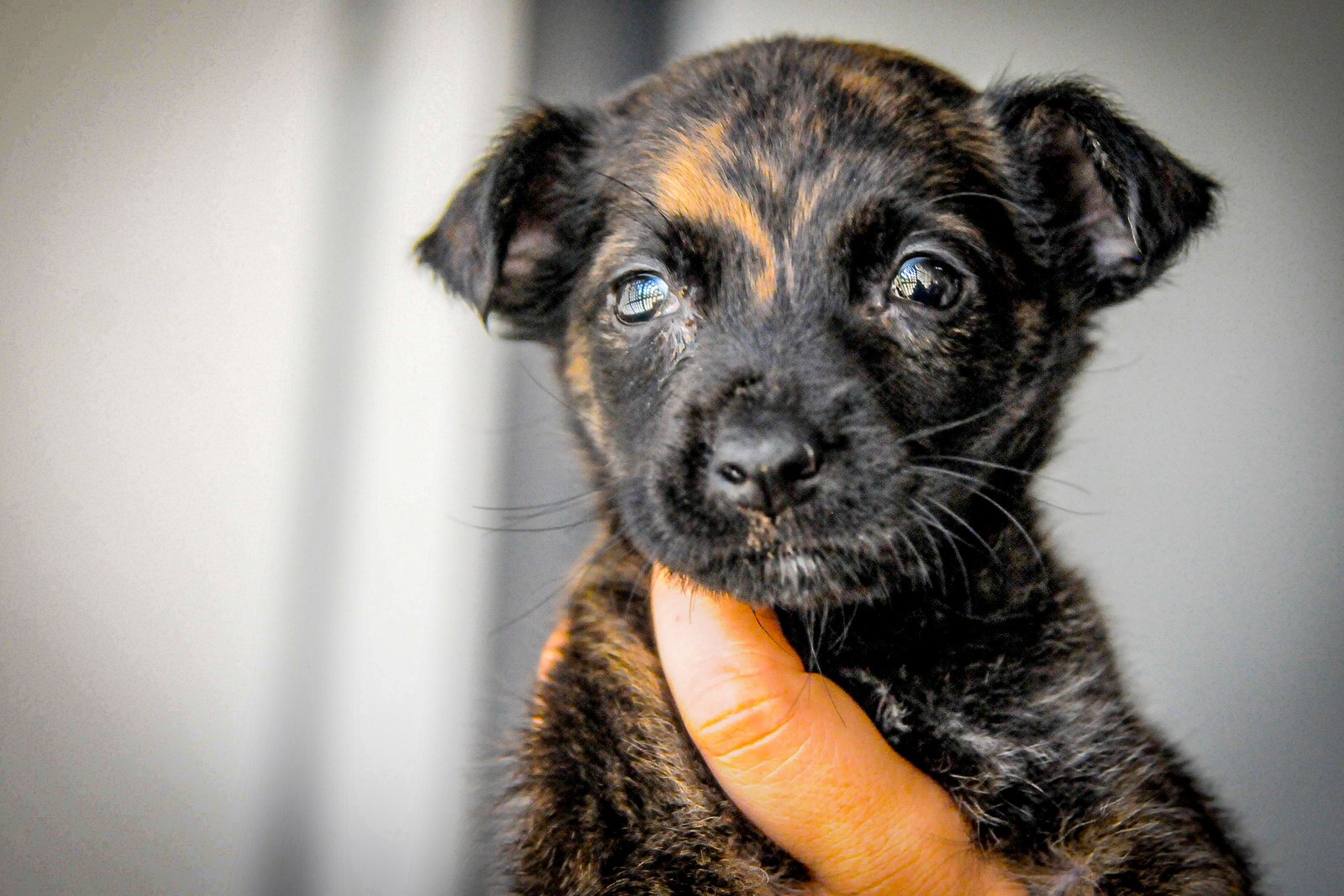 Campanha Abril Laranja sensibiliza a população contra a crueldade animal