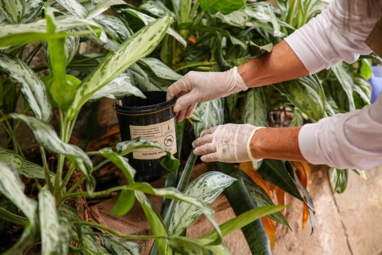 Não caia em fake news: Saiba como funcionam armadilhas contra o Aedes aegypti
