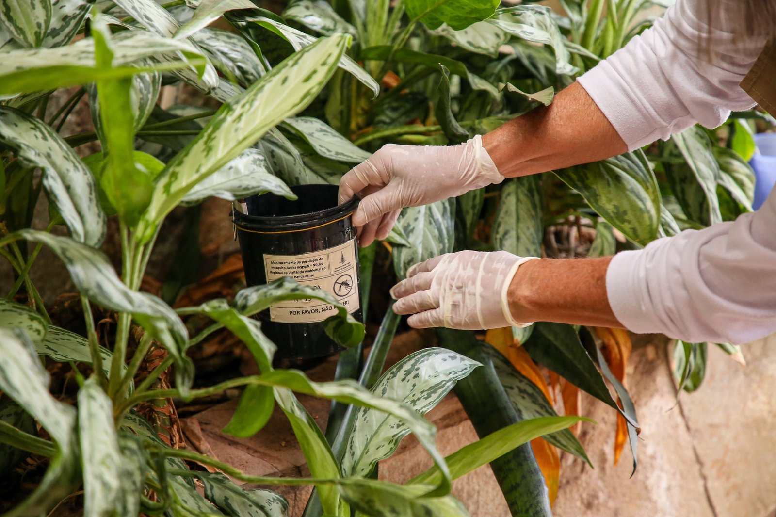 Não caia em fake news: Saiba como funcionam armadilhas contra o Aedes aegypti