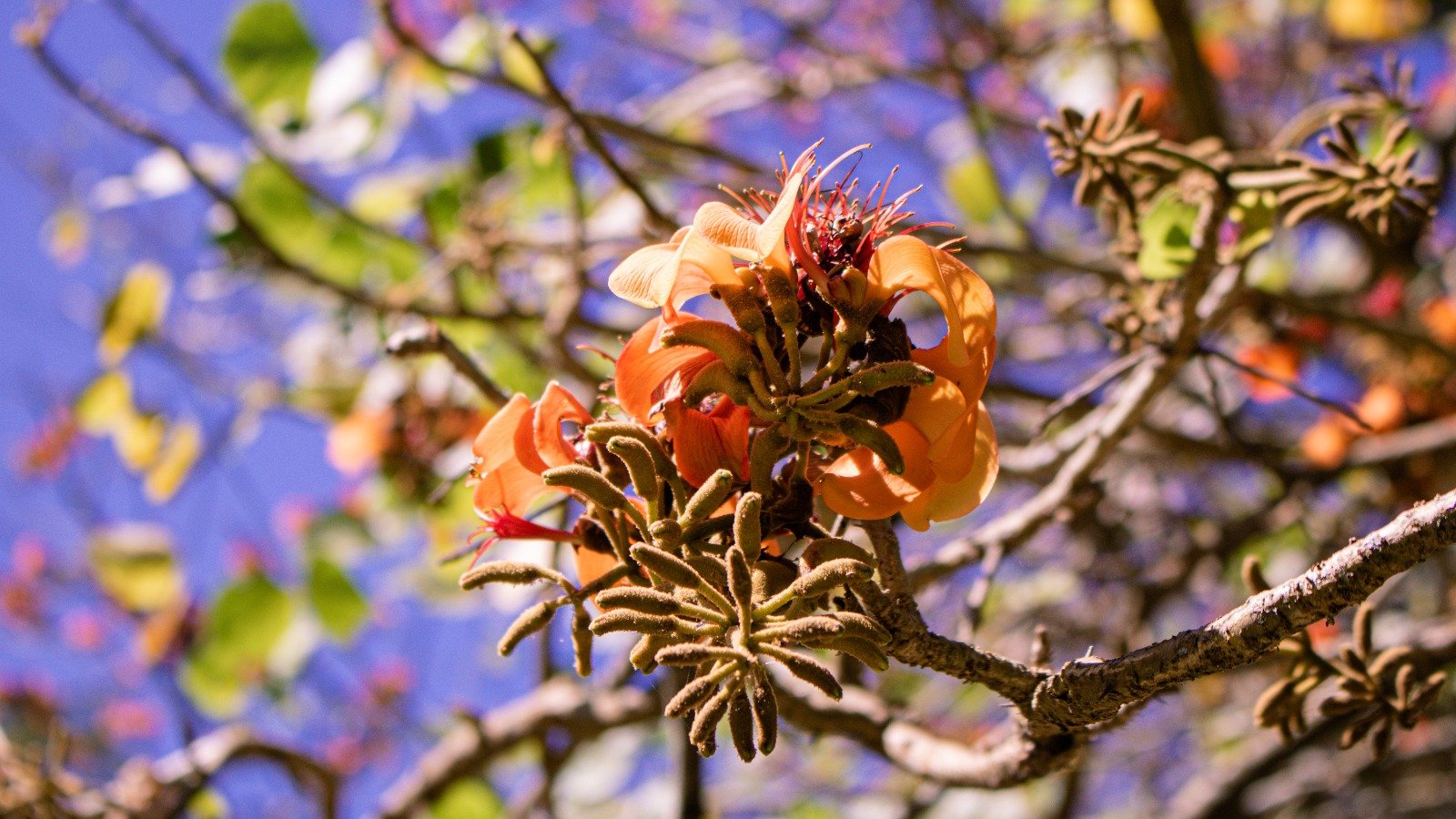 Lançado livro sobre a conservação do Cerrado no Caminho de Cora Coralina