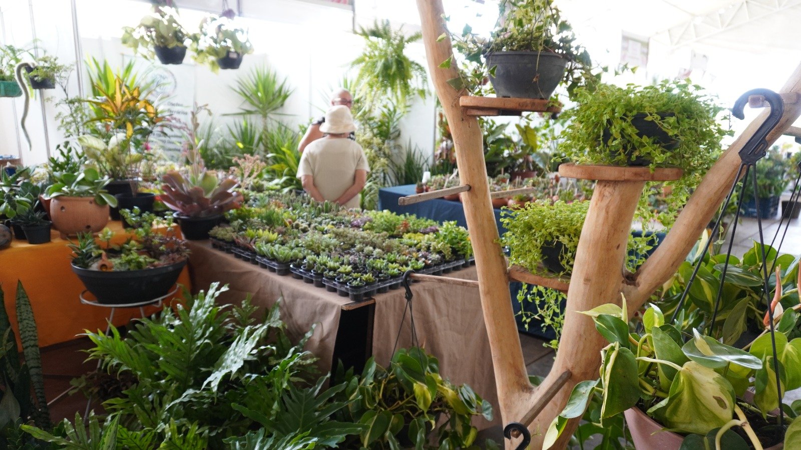 Florabraz marca presença na Feira da Goiaba com flores e plantas ornamentais até domingo (13)