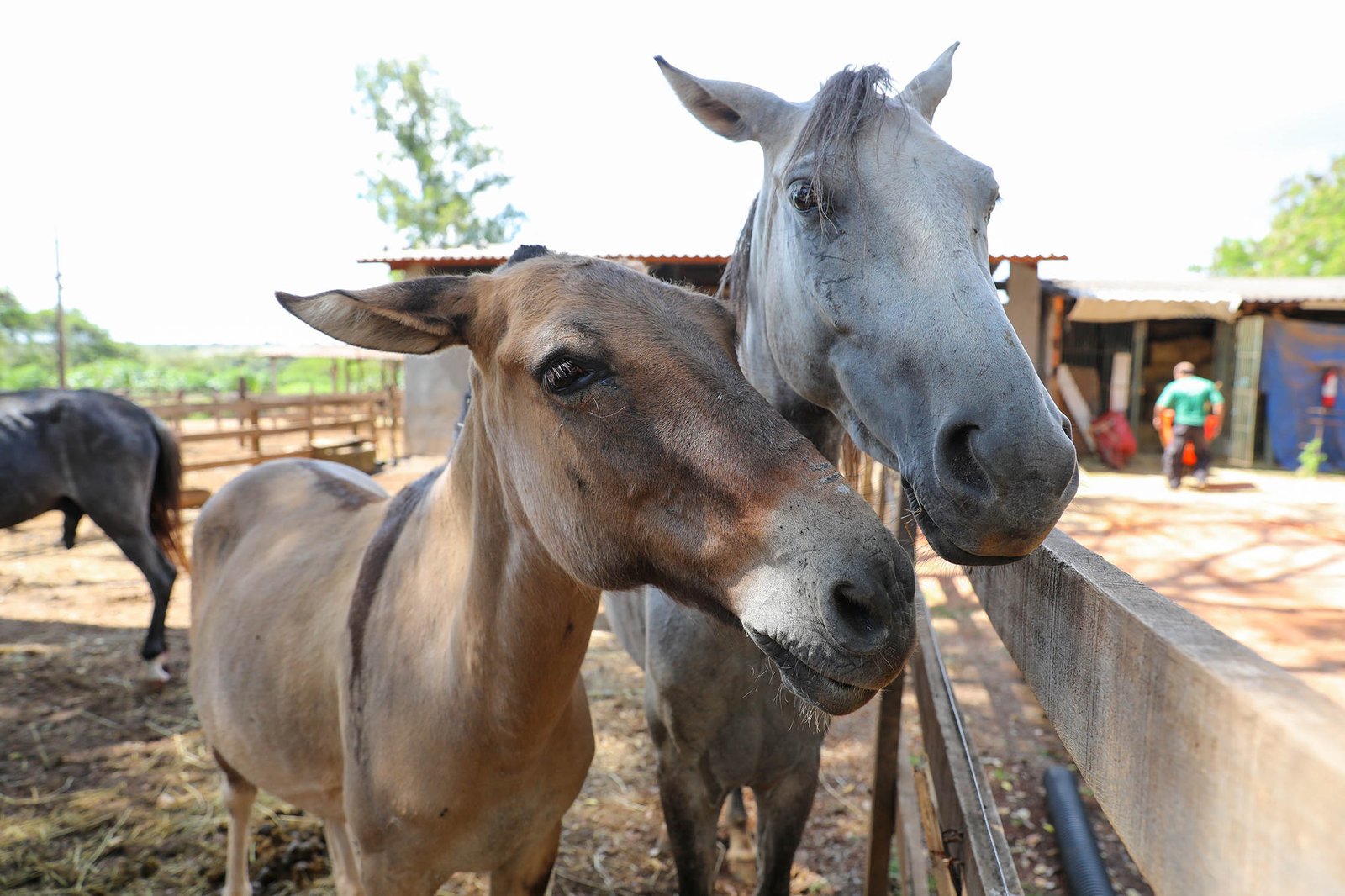 Saiba como adotar animais de grande porte resgatados no DF