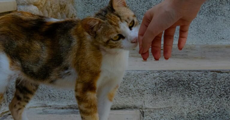 Seu gato pode identificá -lo pelo cheiro sozinho