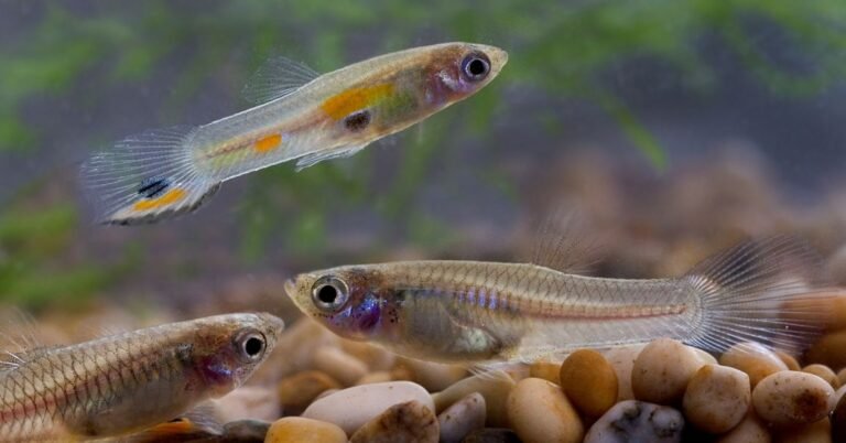 Os peixes são mais inteligentes do que você pensa