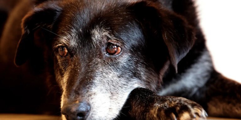 Justiça condena lojista a 5 anos de reclusão por maus-tratos a cães