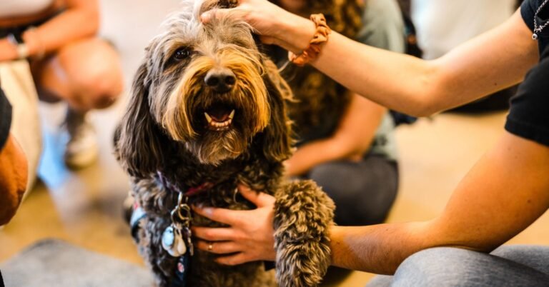 O local onde acariciamos um cachorro afeta nosso bem-estar?