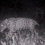 Campo Grande recebe evento sobre conservação de animais silvestres