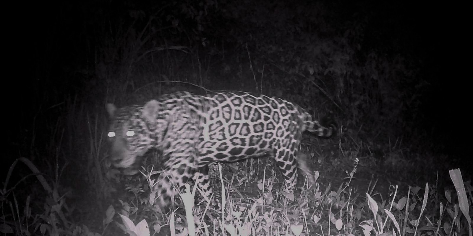 Campo Grande recebe evento sobre conservação de animais silvestres