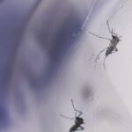 Dengue é o tema da 1ª chamada da Coalizão Global, Idealizada no G20
