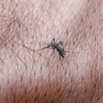 Dengue leva São Raimundo Nonato - PI a declarar estado de emergência