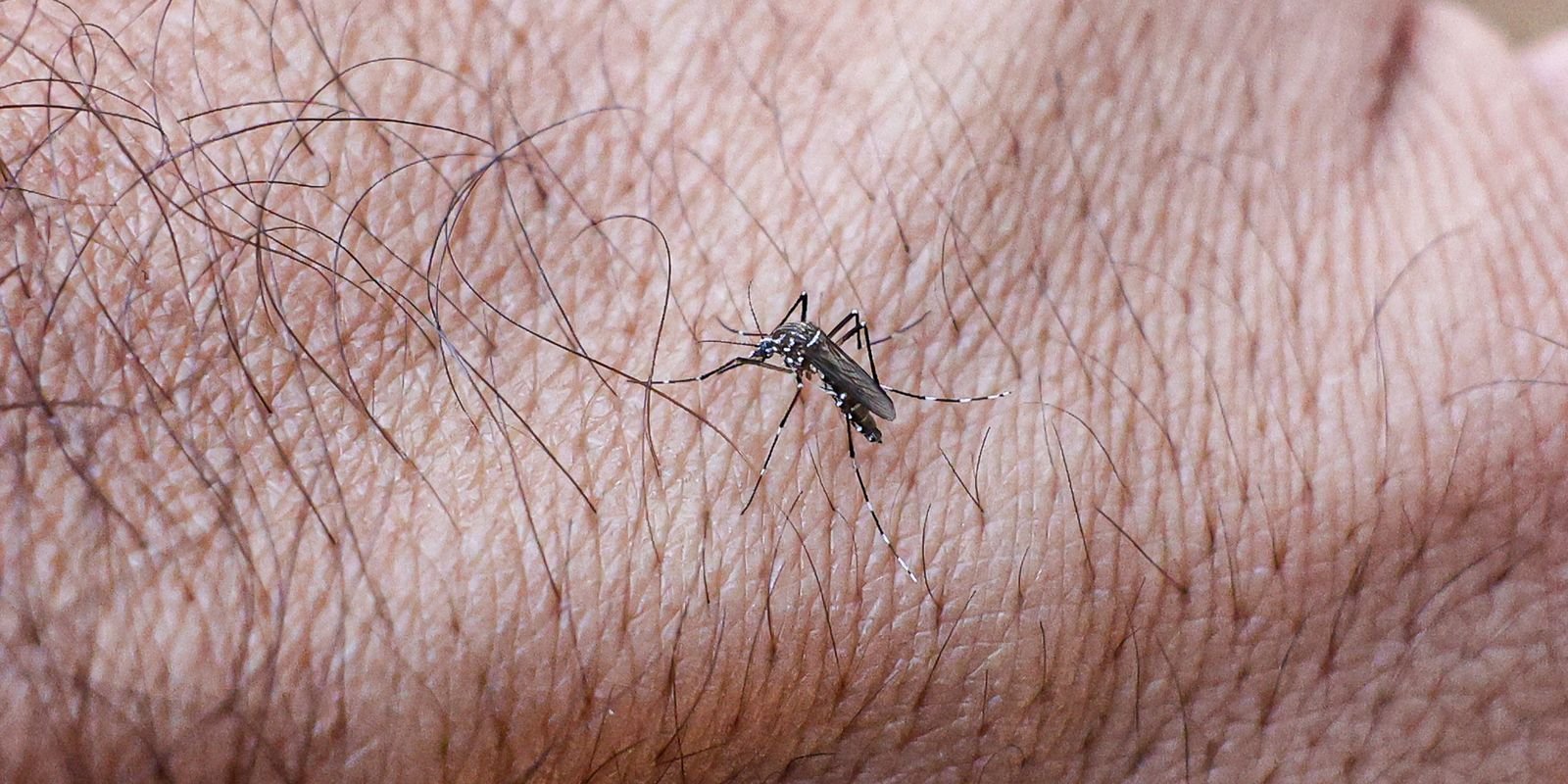 Dengue leva São Raimundo Nonato - PI a declarar estado de emergência