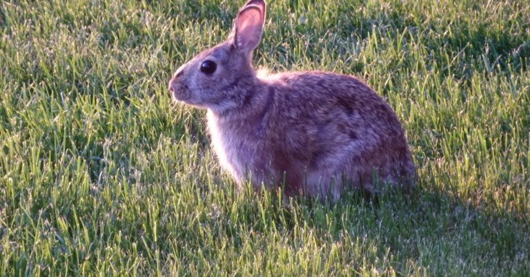 Um novo tratamento potencial para PTSD