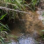 Viva Maria: Defesa das 119 nascentes da Serrinha do Paranoá