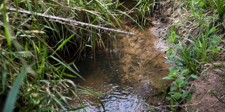 Viva Maria: Defesa das 119 nascentes da Serrinha do Paranoá