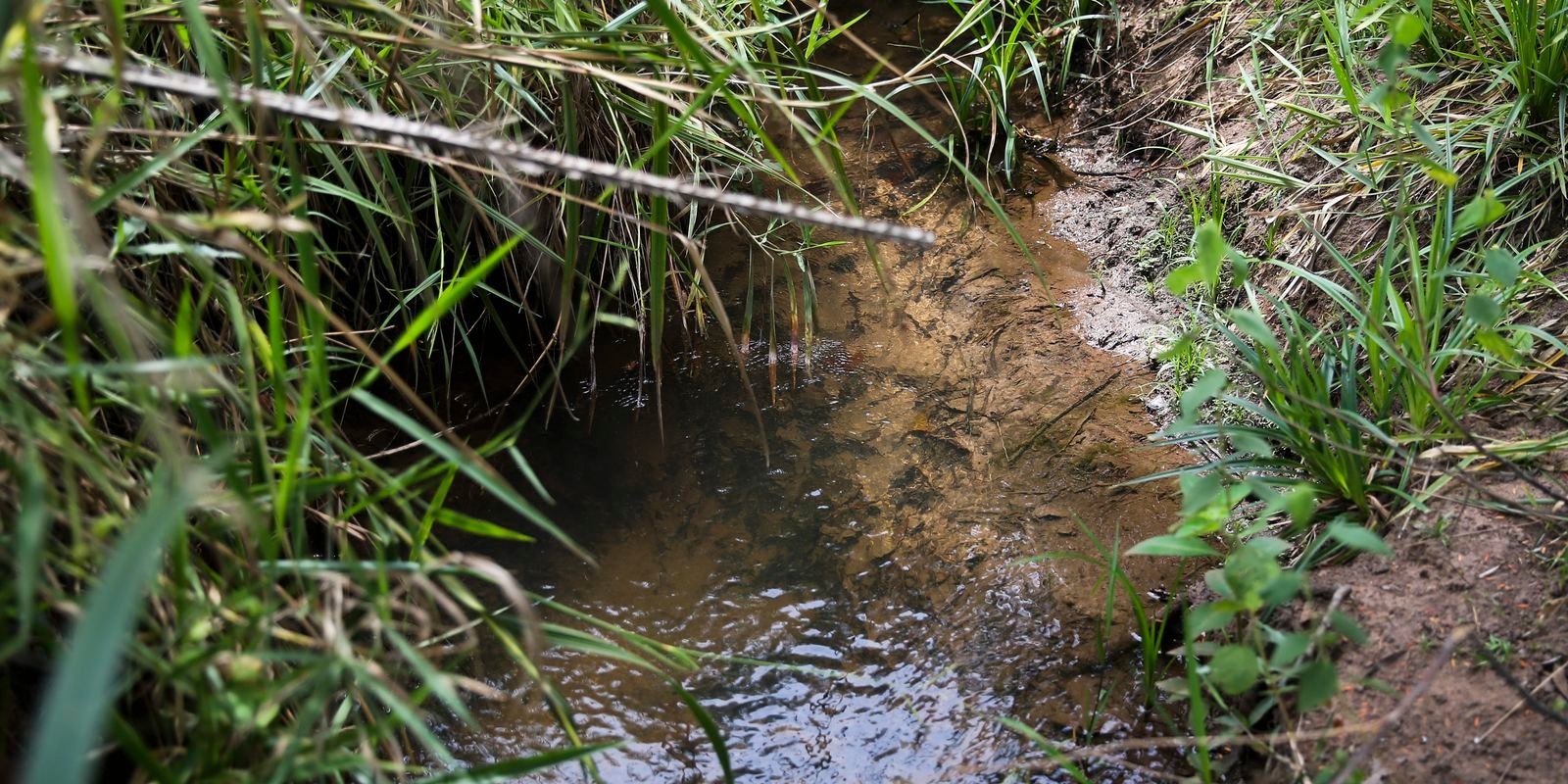 Viva Maria: Defesa das 119 nascentes da Serrinha do Paranoá