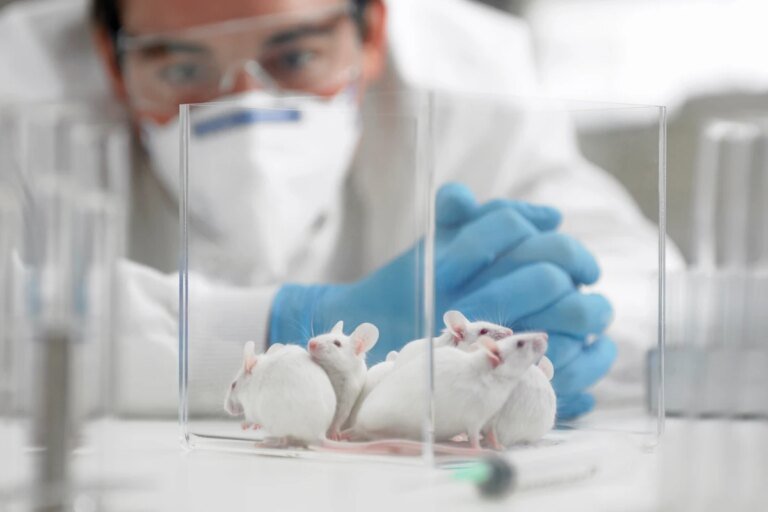 Tratamento experimental reverte sintomas de Alzheimer em ratos