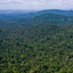 Desmatamento no Amazonas caiu 32% entre agosto e fevereiro deste ano