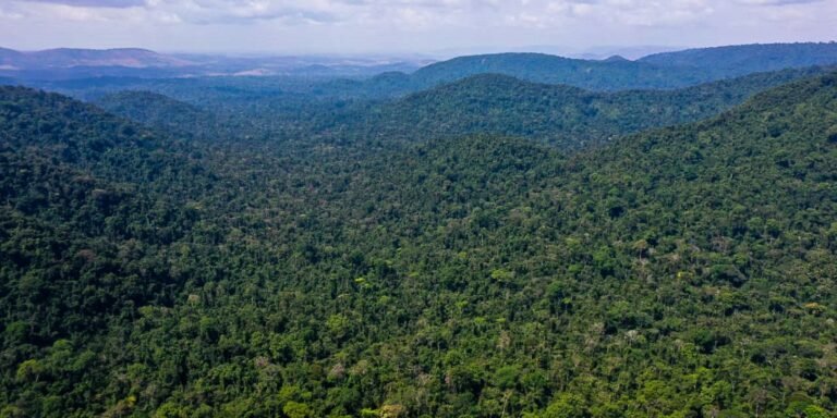 Desmatamento no Amazonas caiu 32% entre agosto e fevereiro deste ano