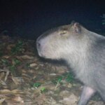Capivara espancada, na Ilha do Governador, corre risco de ficar cega