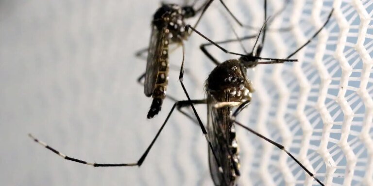Pessoas com dengue têm risco de desenvolver Síndrome de Guillain-Barré
