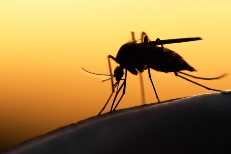 Grupo brasileiro cria molécula promissora contra malária