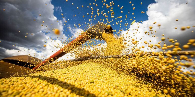 Chuvas favorecem produção de soja no Norte e Nordeste