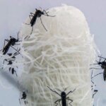 Opas diz que mudanças climáticas impulsionaram dengue nas Américas