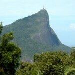 Estudo mostra o impacto das jaqueiras na Mata Atlântica