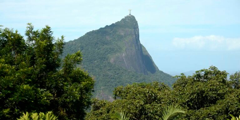 Estudo mostra o impacto das jaqueiras na Mata Atlântica