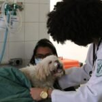 Agricultura recebe sugestões para genéricos de uso veterinário