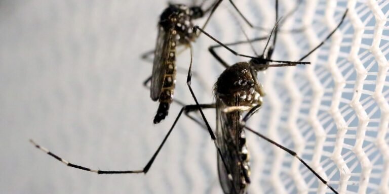 Governo anuncia medidas contra Chikungunya em Dourados (MS)