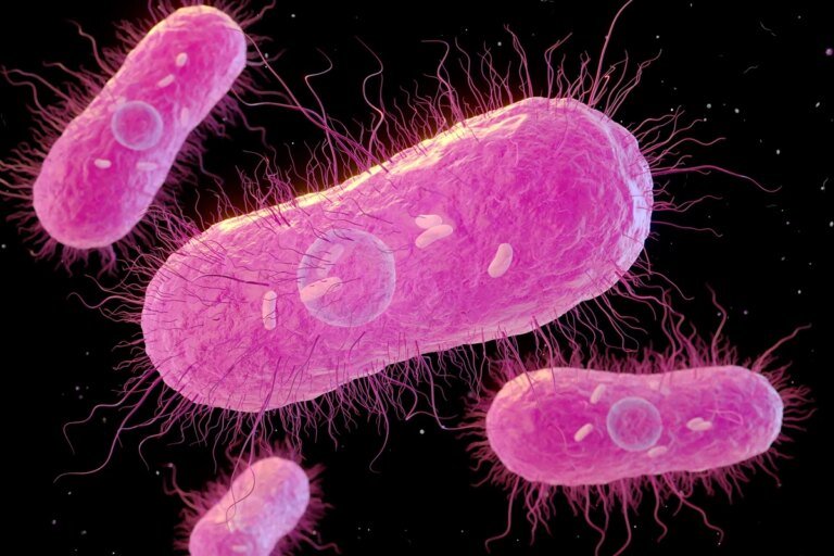 EUA investigam infecções por salmonella ligadas a aves domésticas
