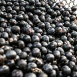 Símbolo paraense, açaí possui diversos benefícios à saúde