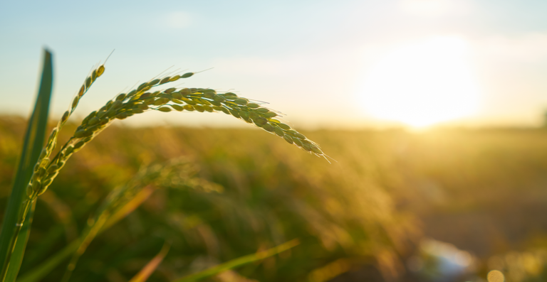 Agricultura familiar ganha novo espaço nas escolas