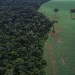 ONU realiza Fórum sobre Florestas em Nova Iorque