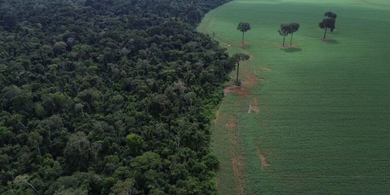 ONU realiza Fórum sobre Florestas em Nova Iorque