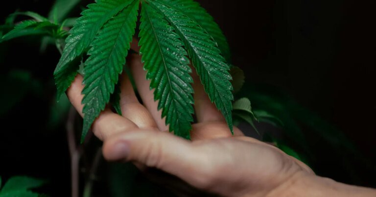 Uso precoce de cannabis está associado à desaceleração da memória em adolescentes