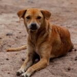 Cães podem ter autismo? Cientistas investigam comportamento canino