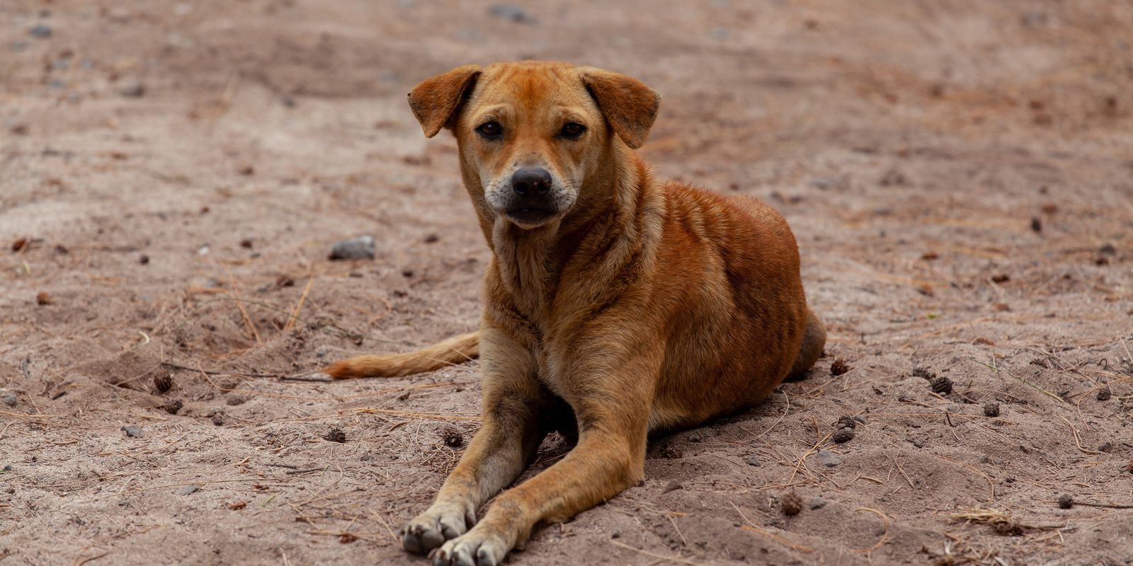 Cães podem ter autismo? Cientistas investigam comportamento canino