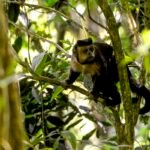 Em SP, povos e comunidades lançam aliança em Defesa da Mata Atlântica