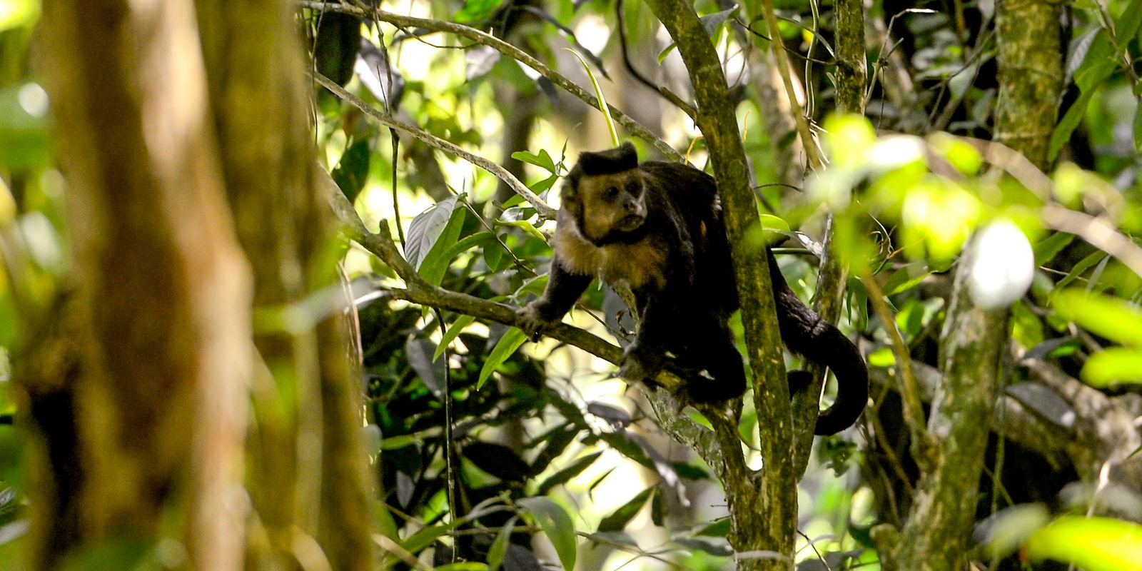 Em SP, povos e comunidades lançam aliança em Defesa da Mata Atlântica