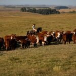 União Europeia restringe importação de carnes, peixe e mel do Brasil