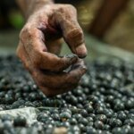 Açaí registra redução de preços no mercado paraense