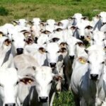 China reconhece Brasil como território livre de febre aftosa
