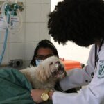 Exercício ilegal da medicina veterinária passa a ser crime